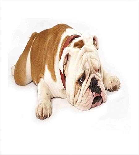 Ambesonne English Bulldog Duvet Cover Set Brown Cream 1